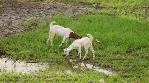 A handheld mid wide shot of two Indian white goats Stock Footage 289632567