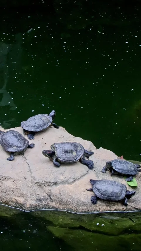 Handheld motion panning left showing multiple pond slider (Trachemys scripta) 스톡 동영상 331202635