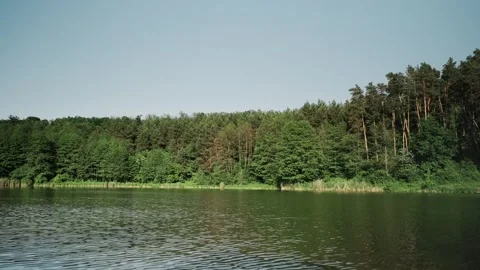 Handheld nature shot capturing reed clusters at water’s edge Stock Footage 318551236