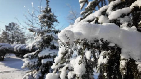 Handheld Orbit Shot Of Frozen Tree Branch In Snowy Winter Park Video stock 327726432
