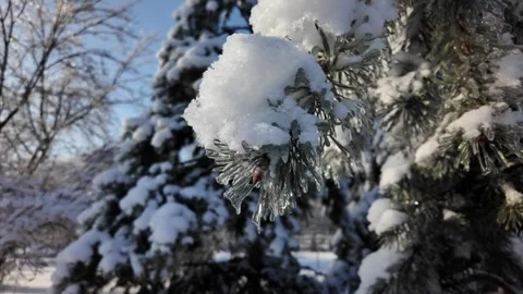 Handheld Orbit Shot Of Snowy Pine Branch In Winter Park Stock Footage 330049341