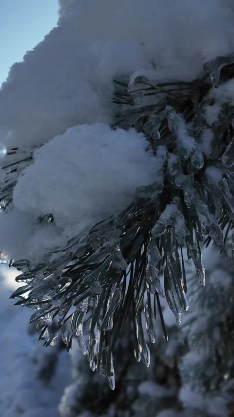 Handheld Orbit Shot Of Snowy Pine Trees In Winter Park Stock Footage 345581748