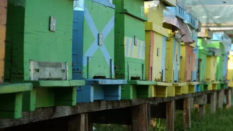 Handheld Pan of Beehives in an Apiary Stock Footage 311755089