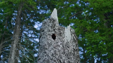 Handheld Pan of Broken Mountain Tree Log with Blurred Forest Background Stock Footage 315789011