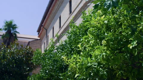 Handheld Pan of Green Tree Leaves with Blurred White Monastery-Like Building Stock Footage 315807522