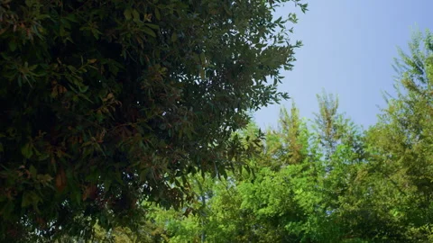 Handheld Pan of Green Tree Leaves with Blurred Background Foliage Stock Footage 315809107