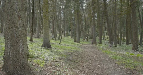 Handheld pan of grove of pine trees Stock Footage 96408048