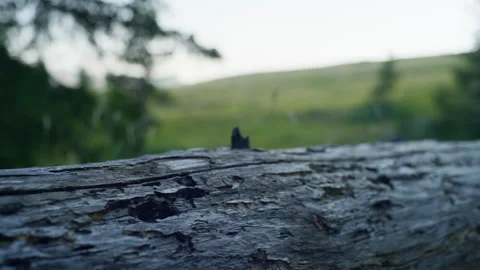 Handheld Pan of Horizontal Tree Log with Blurred Mountain Valley Stock Footage 315809604