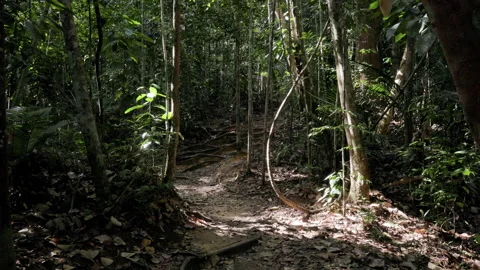 Handheld Pan of a Jungle Path in Taman Negara, Malaysia Stock Footage 333822047