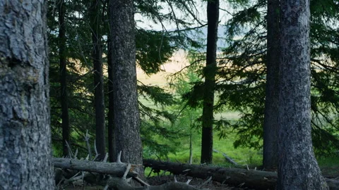 Handheld Pan of Mountain Forest with Pine Trees and Illuminated Valley Stock Footage 315826003