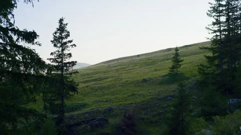 Handheld Pan of Mountain Valley from Forest at Sunset Stock Footage 315802590
