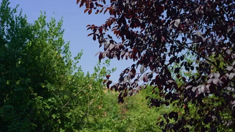 Handheld Pan of Purple Tree Leaves with Green Foliage Background Stock Footage 315749649