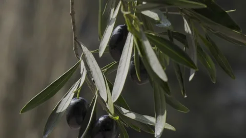 Handheld pan of ripe black olives on tree branch 4k Stock Footage 340486277