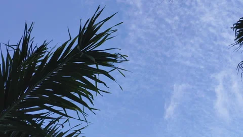 Handheld pan shoot of palm trees on a tropical day Stock Footage