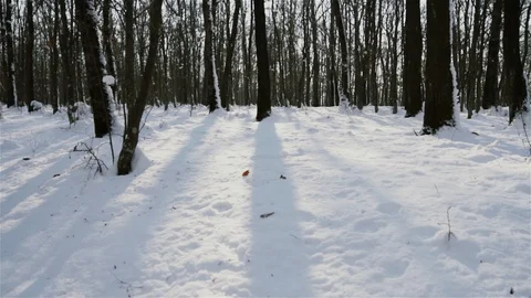 Handheld Pan Shot Of High Trees And Blue Sky At The Snowy Winter Day Stock Footage 93139659