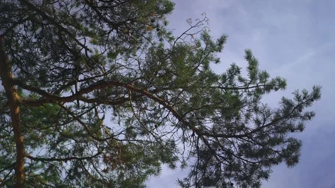 Handheld pan shot pine tree branch on background of river horizon 库存影片 122343177