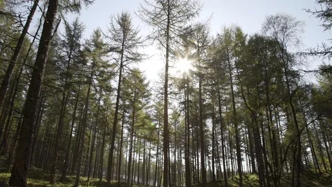 Handheld panning looking through Scottish forest woodland in morning sunrise Stock Footage 96722249