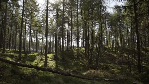 Handheld panning looking through Scottish forest woodland in morning sunrise Stock Footage 96722327