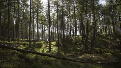 Handheld panning looking through Scottish forest woodland in morning sunrise Stock Footage 96722333