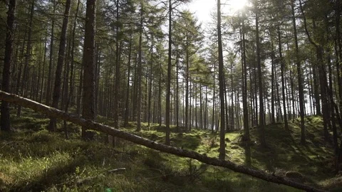 Handheld panning looking through Scottish forest woodland in morning sunrise Stock Footage 96722359