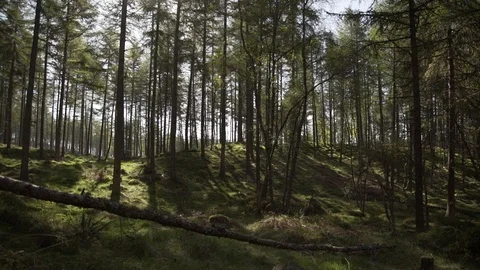 Handheld panning looking through Scottish forest woodland in morning sunrise Stock Footage 96722393