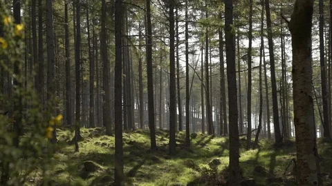 Handheld panning looking through Scottish forest woodland in morning sunrise Stock Footage 96722434