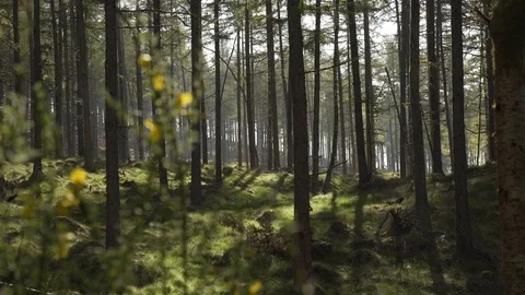 Handheld panning looking through Scottish forest woodland in morning sunrise Stock Footage 96722453