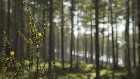 Handheld panning looking through Scottish forest woodland in morning sunrise Stock Footage 96722488