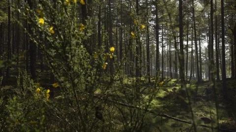 Handheld panning looking through Scottish forest woodland in morning sunrise Stock Footage 96722493