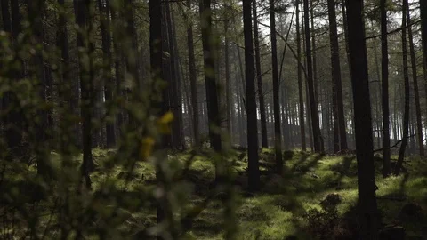 Handheld panning looking through Scottish forest woodland in morning sunrise Stock Footage 96722497
