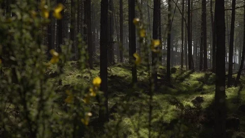 Handheld panning looking through Scottish forest woodland in morning sunrise Stock Footage 96722508