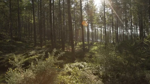 Handheld panning looking through Scottish forest woodland in morning sunrise Stock Footage 96722551