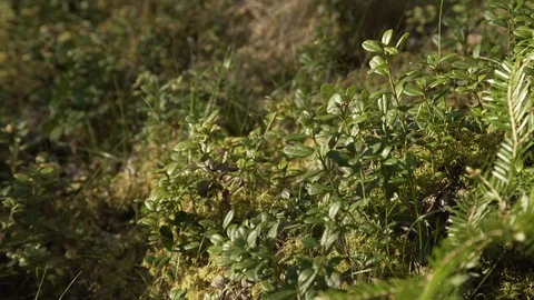 Handheld panning looking through Scottish forest woodland in morning sunrise Stock Footage 96722553