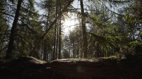 Handheld panning looking through Scottish forest woodland in morning sunrise Stock Footage 96722619