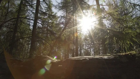Handheld panning looking through Scottish forest woodland in morning sunrise Stock Footage 96722630