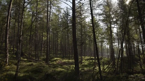 Handheld panning looking through Scottish forest woodland in morning sunrise Stock Footage 96722655