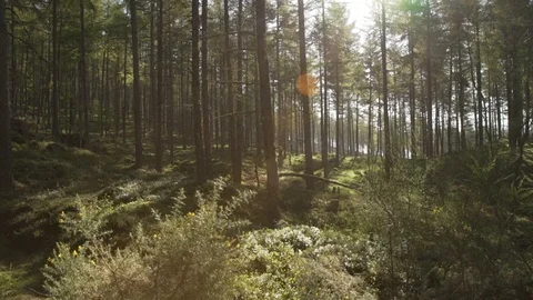 Handheld panning looking through Scottish forest woodland in morning sunrise Stock Footage 96722711