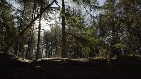 Handheld panning looking through Scottish forest woodland in morning sunrise Stock Footage 96722755
