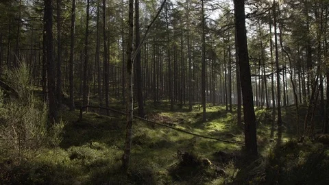 Handheld panning looking through Scottish forest woodland in morning sunrise Stock Footage 96722778