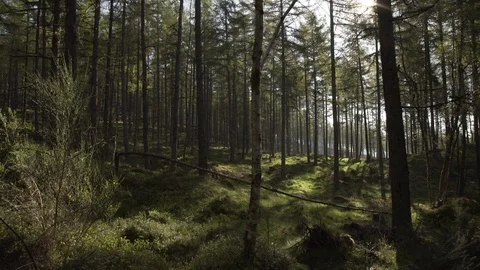 Handheld panning looking through Scottish forest woodland in morning sunrise Stock Footage 96722812