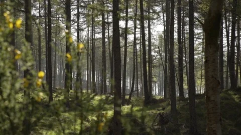 Handheld panning looking through Scottish forest woodland in morning sunrise Stock Footage 96722950