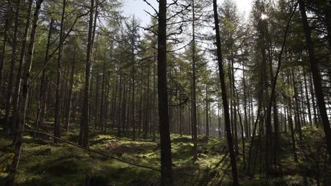 Handheld panning looking through Scottish forest woodland in morning sunrise Stock Footage 96722954