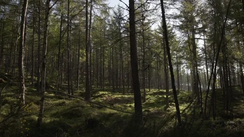 Handheld panning looking through Scottish forest woodland in morning sunrise Stock Footage 96722969