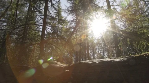 Handheld panning looking through Scottish forest woodland in morning sunrise Stock Footage 96722983