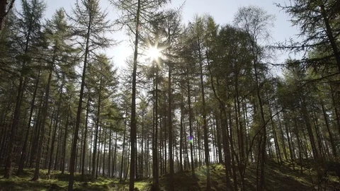 Handheld panning looking through Scottish forest woodland in morning sunrise Stock Footage 96722997