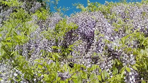 Handheld panning video of large flowering Japanese Wisteria Stockbeeldmateriaal 334513493