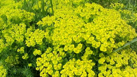 Handheld panning video of yellow flowering Cypress Spurge plants. Vidéo 334514088
