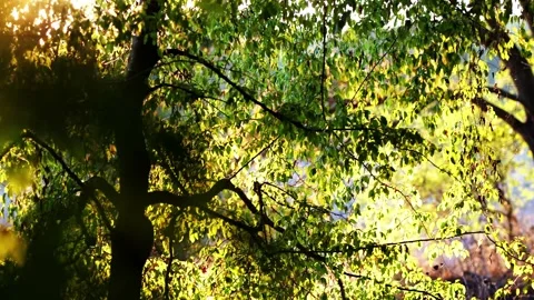 Handheld panoramic side shot of autumn forest with hawthorn, oak, grasses Stock Footage 317738861