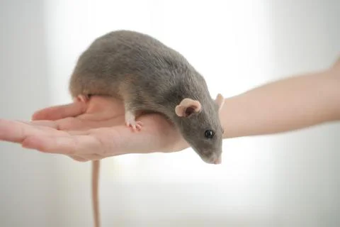 Handheld pet rat close-up Stockfoto's
