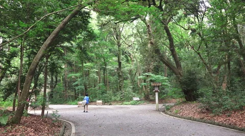 Handheld Point Of View Walking On Path In Forest Stock Footage 46470120